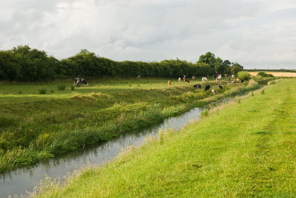 louth navigation canal wild swimming