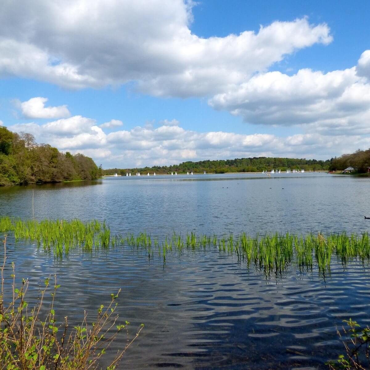 frensham great pond swimming