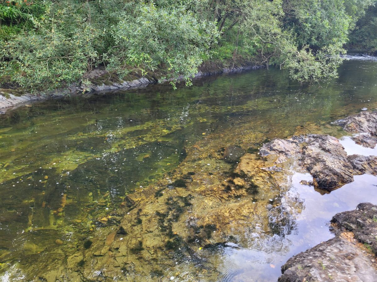 wild swimming river ystwyth