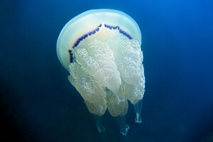 barrel jellyfish