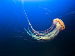 compass jellyfish