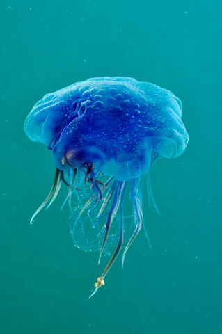 blue jellyfish