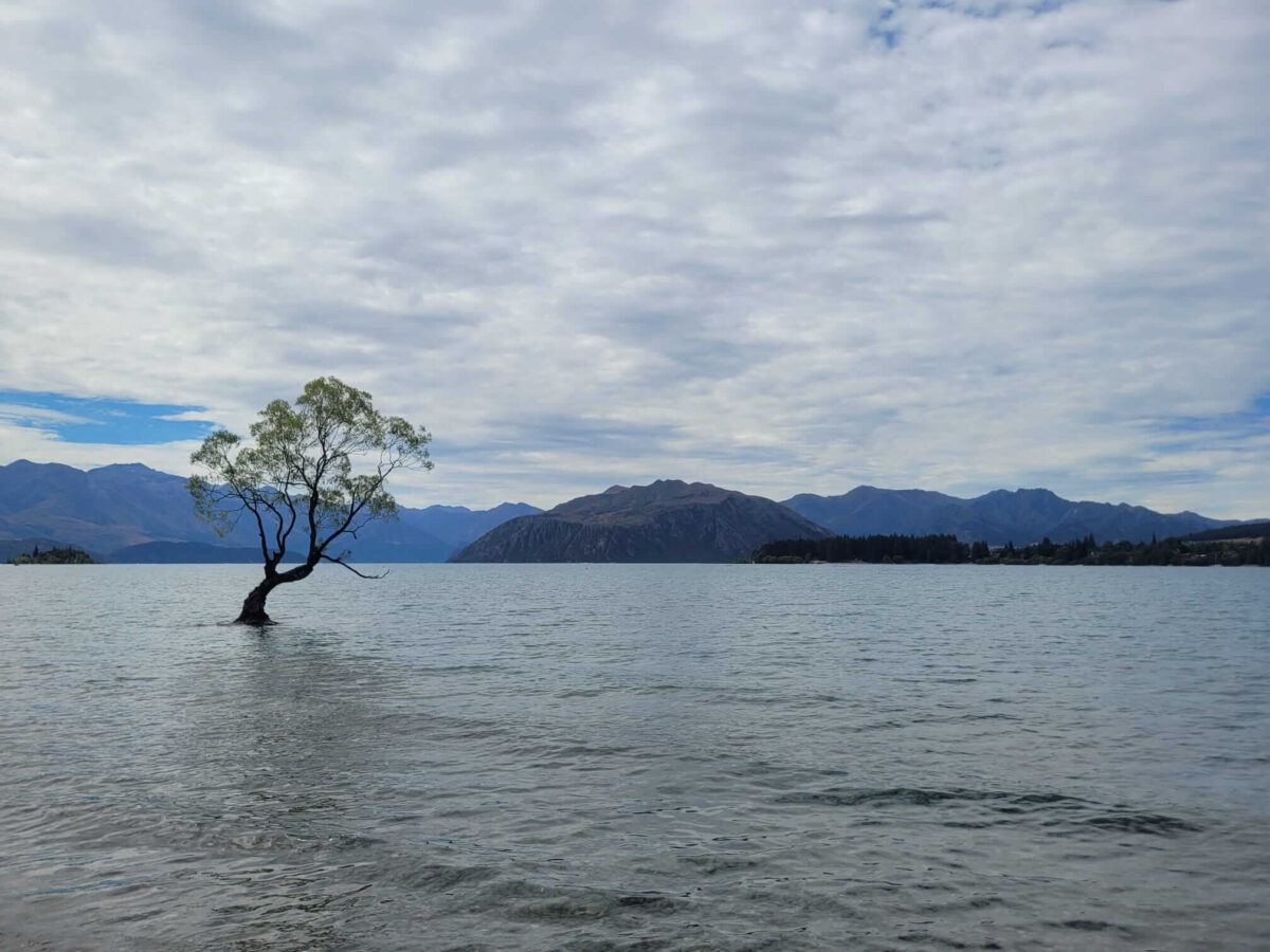 lake wanaka tree