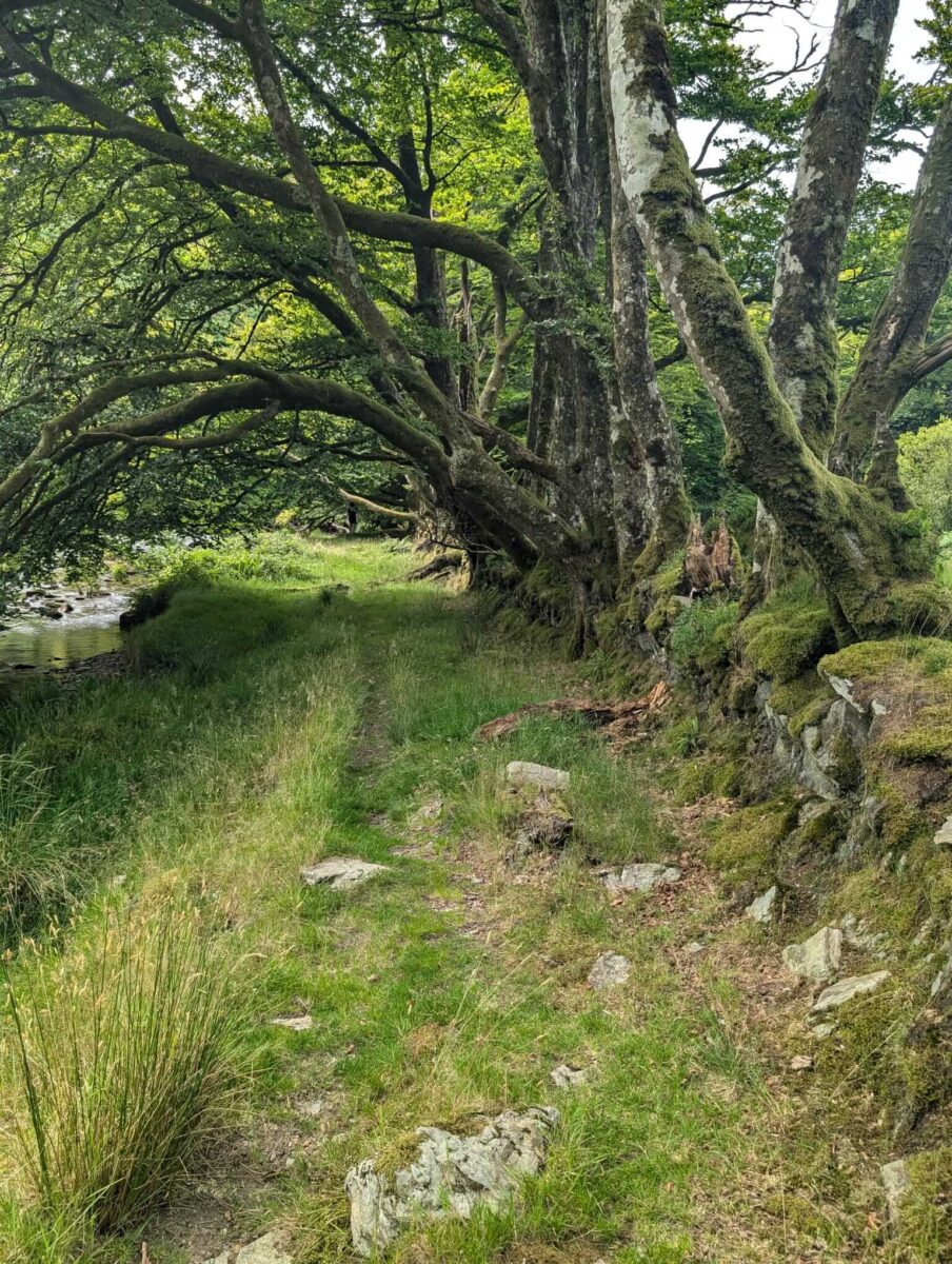 Old trees with moss growing on them on the banks of the River Barle near Cow Castle